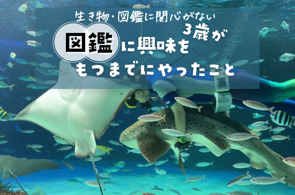 子どもが図鑑に興味がない 息子3歳が図鑑好きになるまでにやったこと めもりっぷ